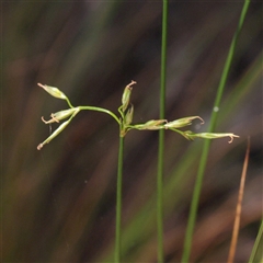 Lepidosperma laterale at Noosa Heads, QLD - 2 Jul 2025 by ConBoekel