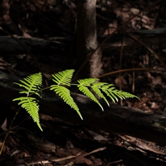 Unverified Fern or Clubmoss at Noosa Heads, QLD - 2 Jul 2025 by ConBoekel