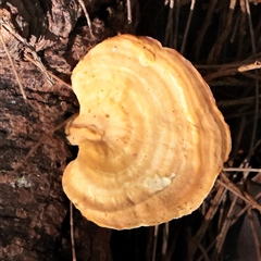 Unverified Pored or somewhat maze-like on underside [bracket polypores] at Noosa Heads, QLD - 2 Jul 2025 by ConBoekel