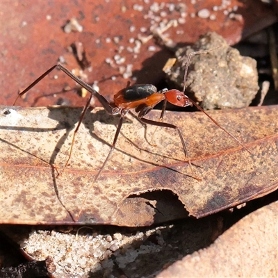 Unverified Ant (Hymenoptera, Formicidae) at Noosa Heads, QLD - 3 Jul 2025 by ConBoekel