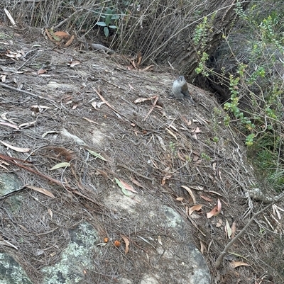 Colluricincla harmonica (Grey Shrikethrush) at Bundanoon, NSW - 20 Jul 2025 by Choyster