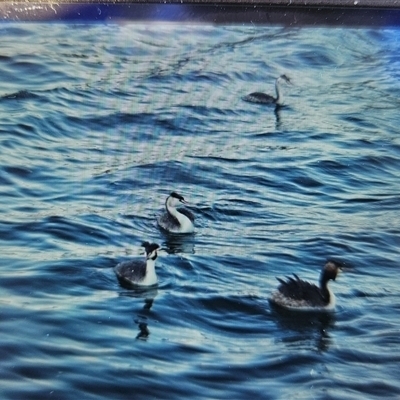 Podiceps cristatus at Greenwich, NSW - Today by JamWiRe