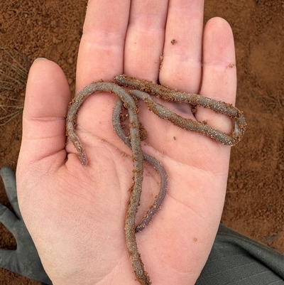 Aprasia parapulchella (Pink-tailed Worm-lizard) by LeahColebrook