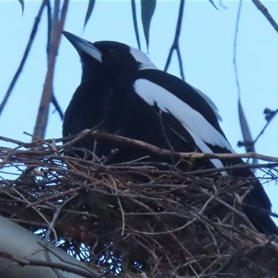 Gymnorhina tibicen (Australian Magpie) at Griffith, ACT - Today by RobParnell