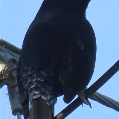 Ptilonorhynchus violaceus (Satin Bowerbird) at Bega, NSW - 21 Jul 2025 by RobParnell