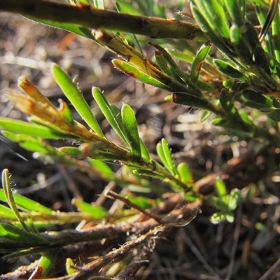 Hibbertia riparia at Franklin, ACT - 20 May 2018 by AndyRoo