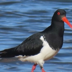 Haematopus longirostris (Australian Pied Oystercatcher) at Tathra, NSW - 20 Jul 2025 by RobParnell