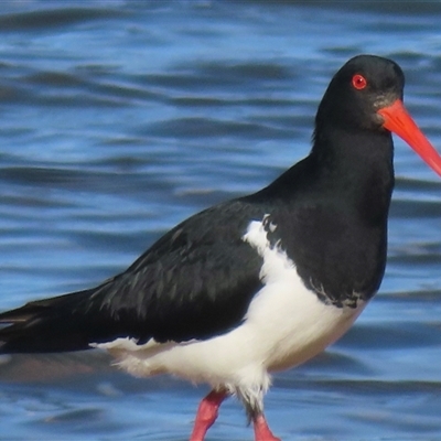 Haematopus longirostris (Australian Pied Oystercatcher) at Tathra, NSW - 20 Jul 2025 by RobParnell