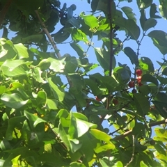 Salacia chinensis (lolly berry) at Newell, QLD - 3 Jun 2022 by JasonPStewartNMsnc2016