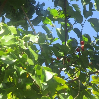 Salacia chinensis (lolly berry) at Newell, QLD - 3 Jun 2022 by JasonPStewartNMsnc2016