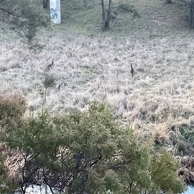 Macropus giganteus at Latham, ACT - Today by Jennybach