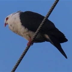 Columba leucomela (White-headed Pigeon) at Tathra, NSW - 20 Jul 2025 by RobParnell