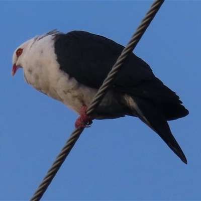 Columba leucomela (White-headed Pigeon) at Tathra, NSW - 20 Jul 2025 by RobParnell