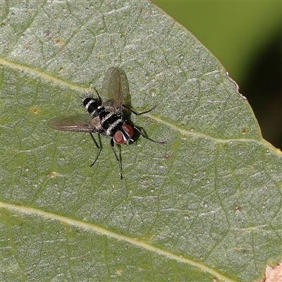 Unverified True fly (Diptera) at Noosa Heads, QLD - 3 Jul 2025 by ConBoekel
