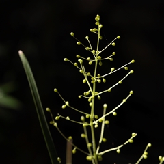 Unverified Rush, Sedge or Mat Rush at Noosa Heads, QLD - 3 Jul 2025 by ConBoekel