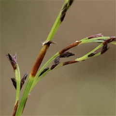 Lepidosperma laterale at Noosa Heads, QLD - 3 Jul 2025 by ConBoekel