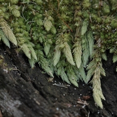 Unverified Moss, Liverwort or Hornwort at Noosa Heads, QLD - 3 Jul 2025 by ConBoekel
