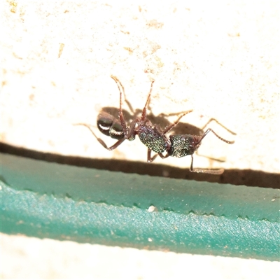 Rhytidoponera metallica (Greenhead ant) at Noosa Heads, QLD - 3 Jul 2025 by ConBoekel
