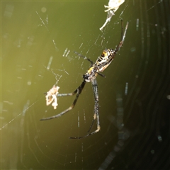 Unverified Spider at Noosa Heads, QLD - 3 Jul 2025 by ConBoekel