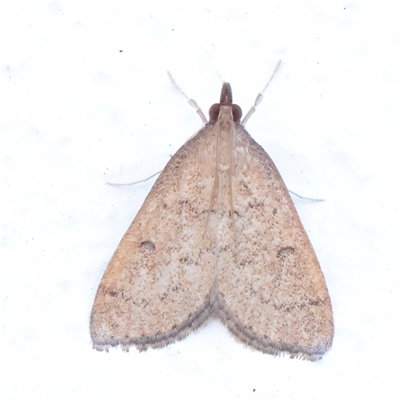 Unverified Moth (Lepidoptera) at Noosa Heads, QLD - 4 Jul 2025 by ConBoekel