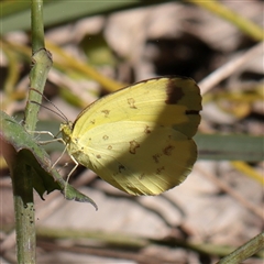 Eurema smilax (Small Grass-yellow) at Noosa Heads, QLD - 4 Jul 2025 by ConBoekel