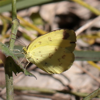 Eurema smilax (Small Grass-yellow) at Noosa Heads, QLD - 4 Jul 2025 by ConBoekel