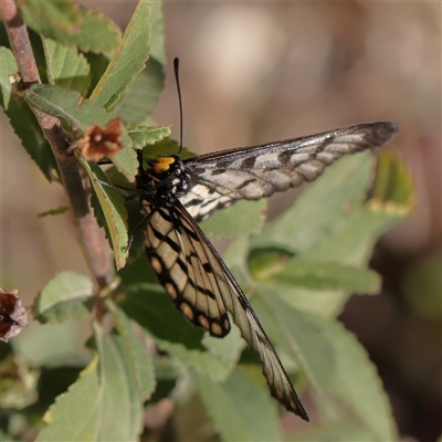 Unverified Nymph (Nymphalidae) at Noosa Heads, QLD - 4 Jul 2025 by ConBoekel