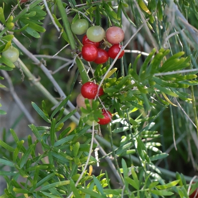 Unverified Other Wildflower or Herb at Noosa Heads, QLD - 4 Jul 2025 by ConBoekel