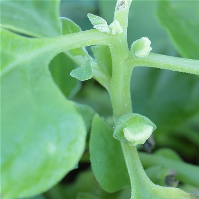Tetragonia tetragonoides (Native Spinach, New Zealand Spinach) at Noosa Heads, QLD - 4 Jul 2025 by ConBoekel
