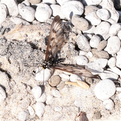Unverified Nymph (Nymphalidae) at Noosa Heads, QLD - 4 Jul 2025 by ConBoekel