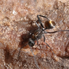 Unverified Ant (Hymenoptera, Formicidae) at Noosa Heads, QLD - 4 Jul 2025 by ConBoekel