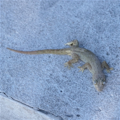 Unverified Monitor or Gecko at Noosa Heads, QLD - 4 Jul 2025 by ConBoekel