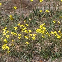 Goodenia pinnatifida (Scrambled Eggs) at Franklin, ACT - 25 Oct 2018 by AndyRoo