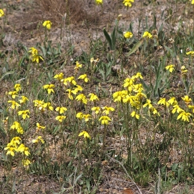 Goodenia pinnatifida (Scrambled Eggs) at Franklin, ACT - 25 Oct 2018 by AndyRoo