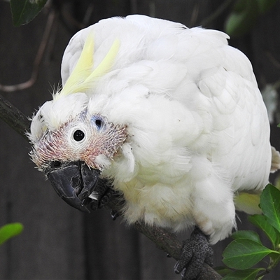 Cacatua galerita (Sulphur-crested Cockatoo) at Kambah, ACT - 22 Jul 2025 by LineMarie