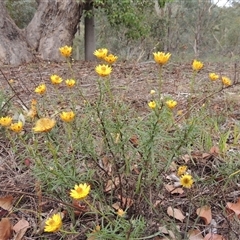 Xerochrysum viscosum (Sticky Everlasting) at Theodore, ACT - 23 Jan 2025 by MichaelBedingfield