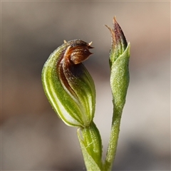 Speculantha furva (Swarthy Tiny Greenhood) at Vincentia, NSW - 8 Apr 2025 by RobG1