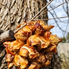 Unverified Fungus at Kingston, ACT - 25 Jul 2025 by Tawny4