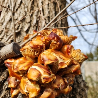 Unverified Fungus at Kingston, ACT - 25 Jul 2025 by Tawny4