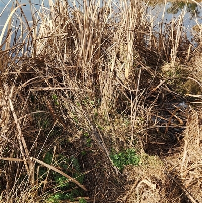 Conium maculatum (Hemlock) at Fyshwick, ACT - 25 Jul 2025 by Tawny4