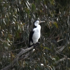 Phalacrocorax varius (Pied Cormorant) at Belconnen, ACT - 25 Jul 2025 by Thurstan