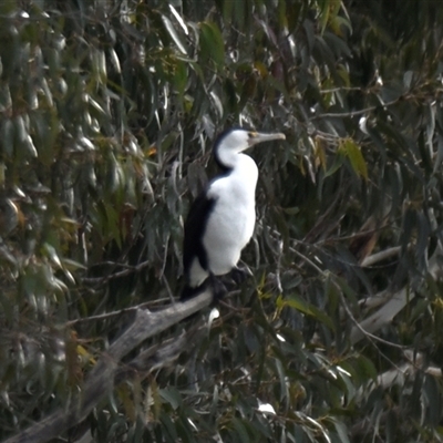 Phalacrocorax varius (Pied Cormorant) at Belconnen, ACT - 25 Jul 2025 by Thurstan