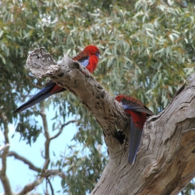 Platycercus elegans (Crimson Rosella) at Franklin, ACT - 25 Oct 2018 by AndyRoo