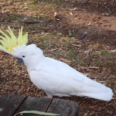 Cacatua galerita at Ballyroe, NSW - 9 Jul 2025 by TwoRivers
