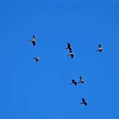 Zanda funerea (Yellow-tailed Black-Cockatoo) at Isaacs, ACT - 24 Jul 2025 by Mike
