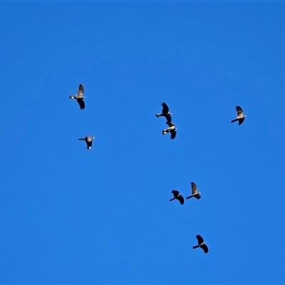 Zanda funerea (Yellow-tailed Black-Cockatoo) at Isaacs, ACT - 24 Jul 2025 by Mike