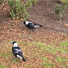 Gymnorhina tibicen (Australian Magpie) at Griffith, ACT - 25 Jul 2025 by Mike