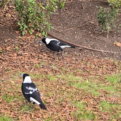 Gymnorhina tibicen (Australian Magpie) at Griffith, ACT - 25 Jul 2025 by Mike