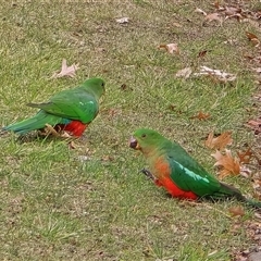 Alisterus scapularis (Australian King-Parrot) at Griffith, ACT - 25 Jul 2025 by Mike
