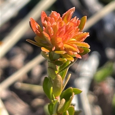 Unverified Plant at Ulladulla, NSW - 24 Jul 2025 by Clarel